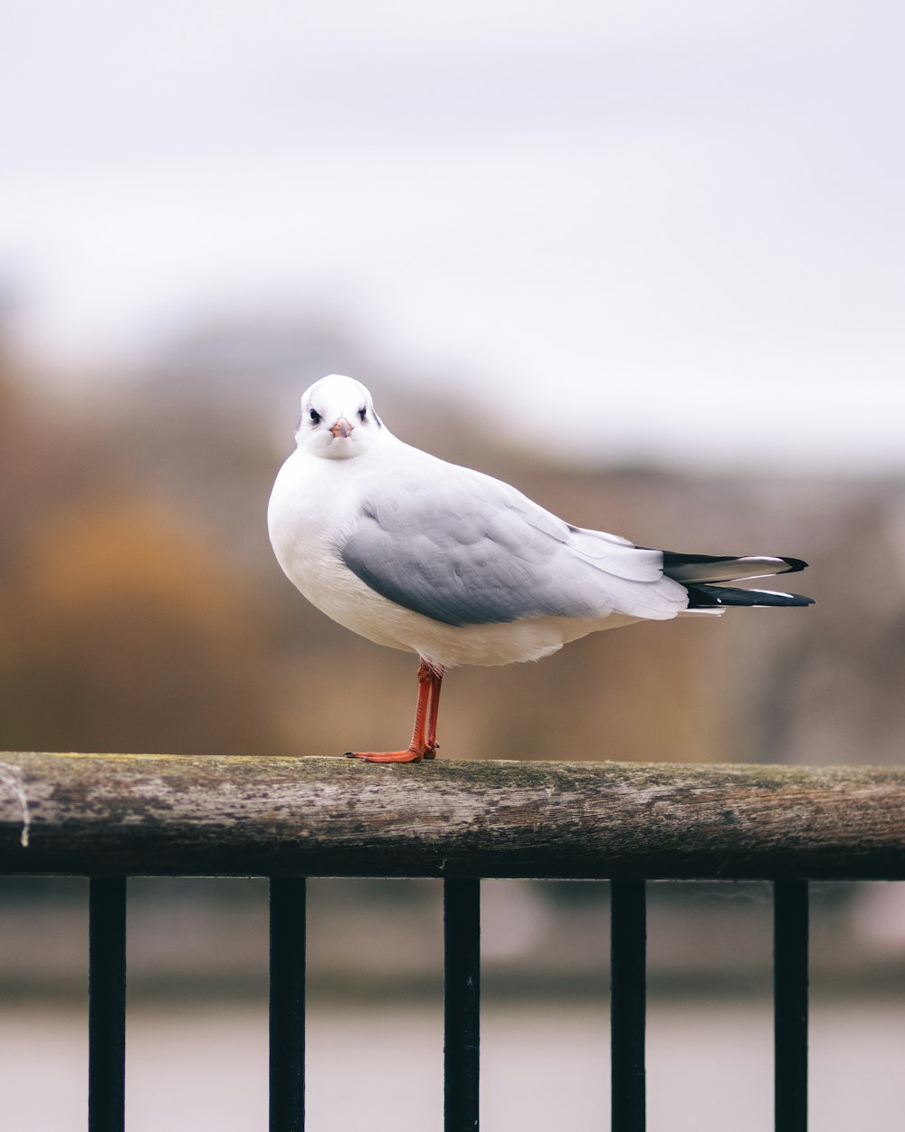 white bird on brown wooden fence during daytime