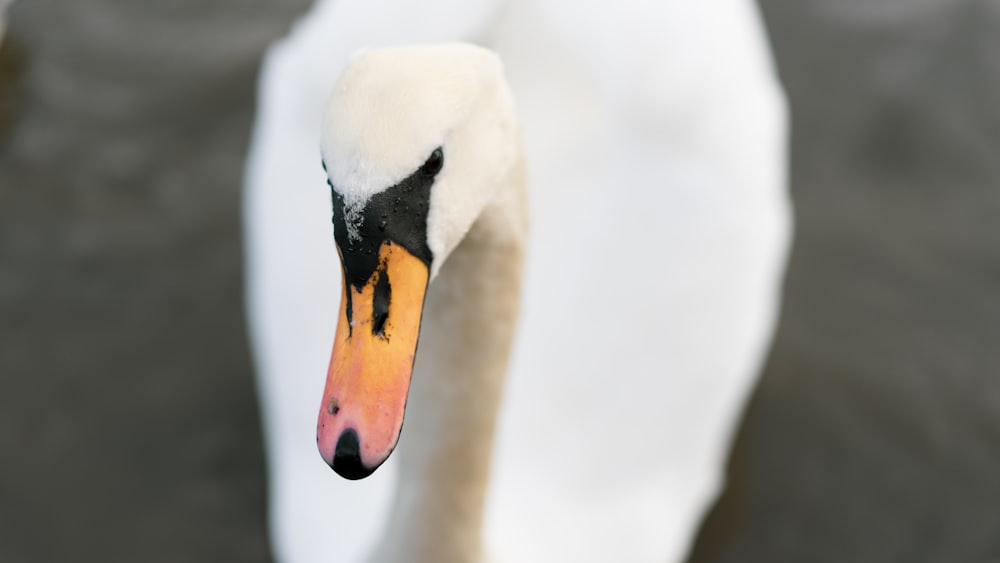 white swan in close up photography