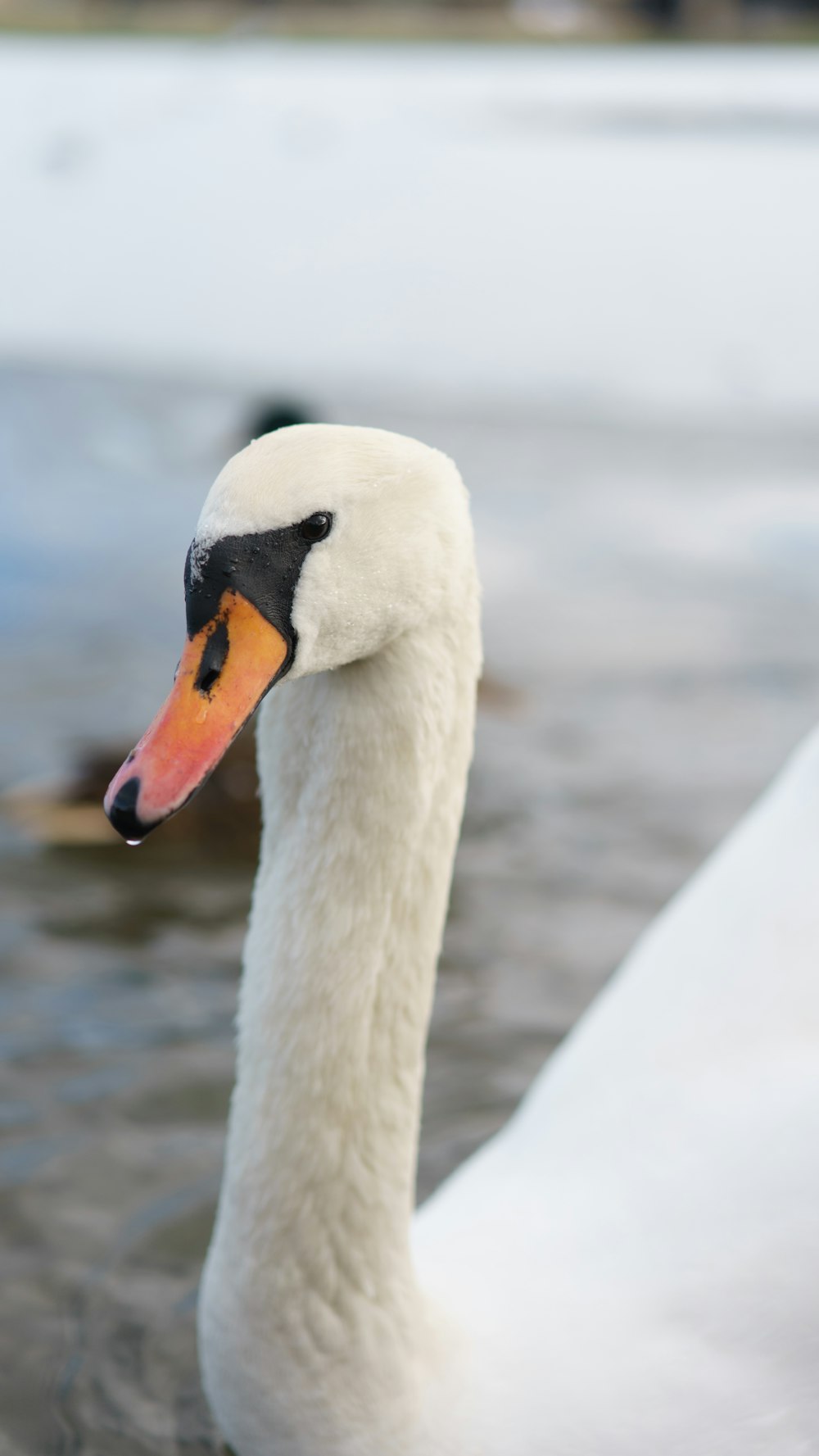 white swan in close up photography