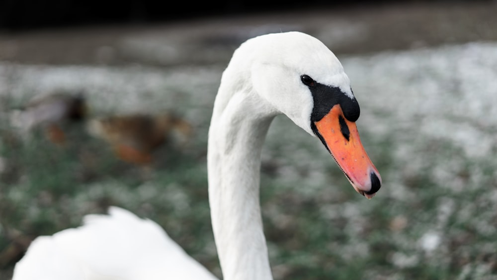 white swan in tilt shift lens