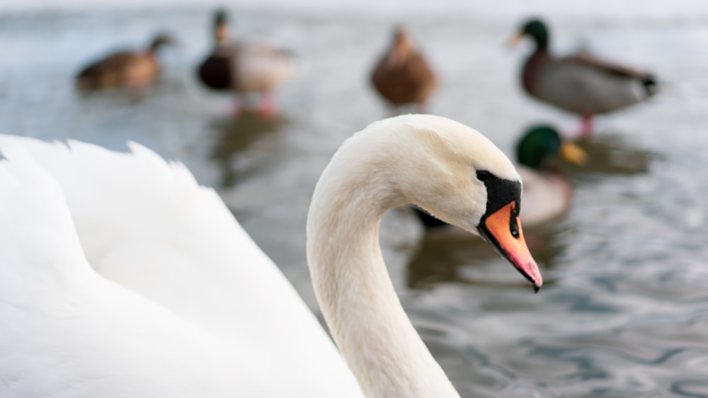 white swan on water during daytime