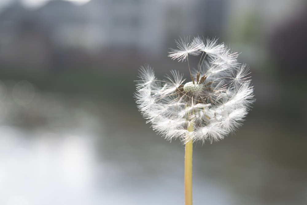 white dandelion in close up photography