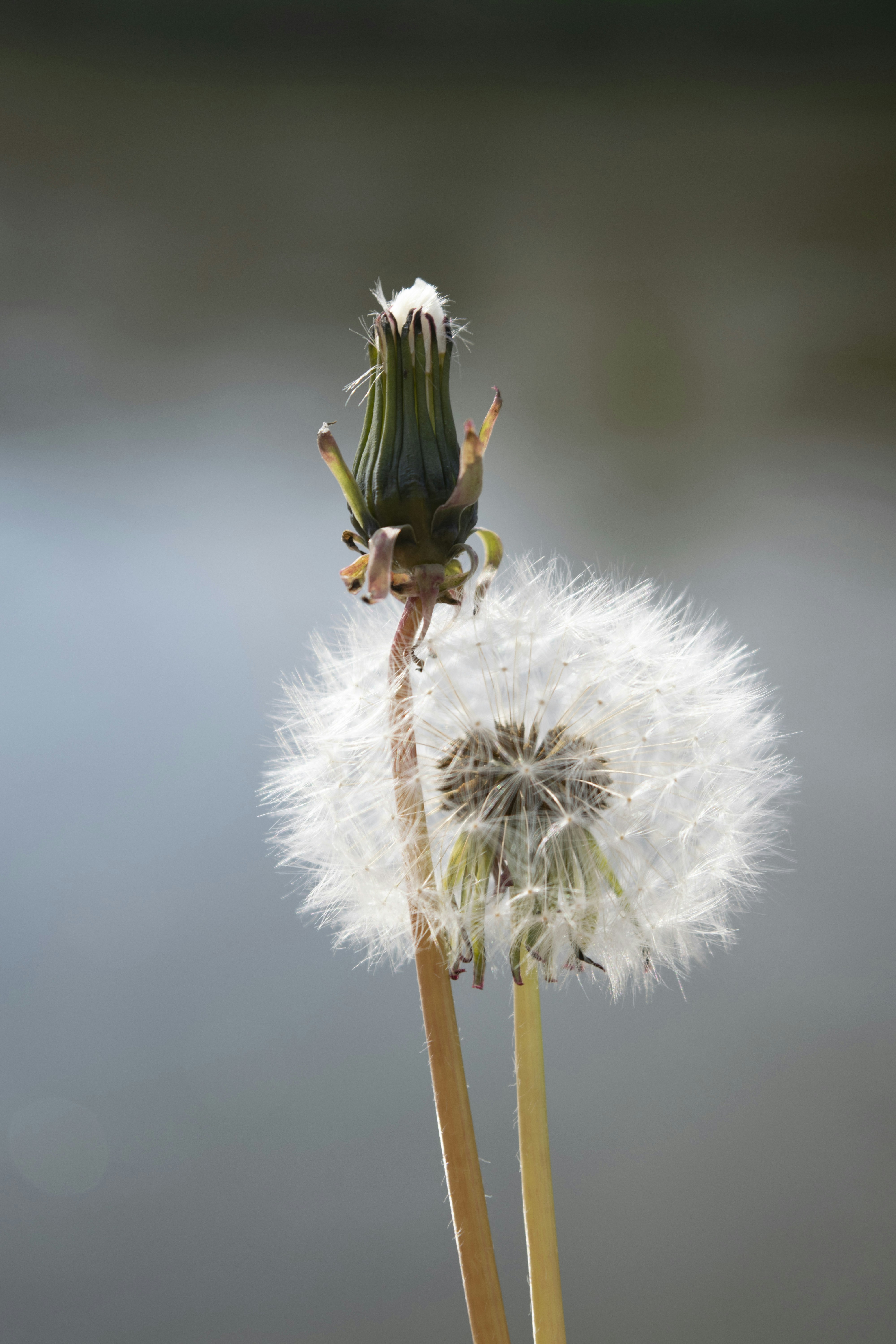Cotton Seed Dispersal
