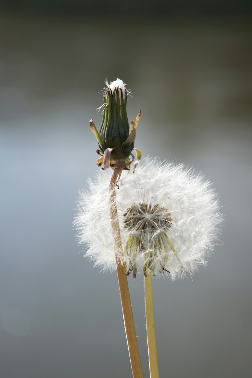 white dandelion in close up photography