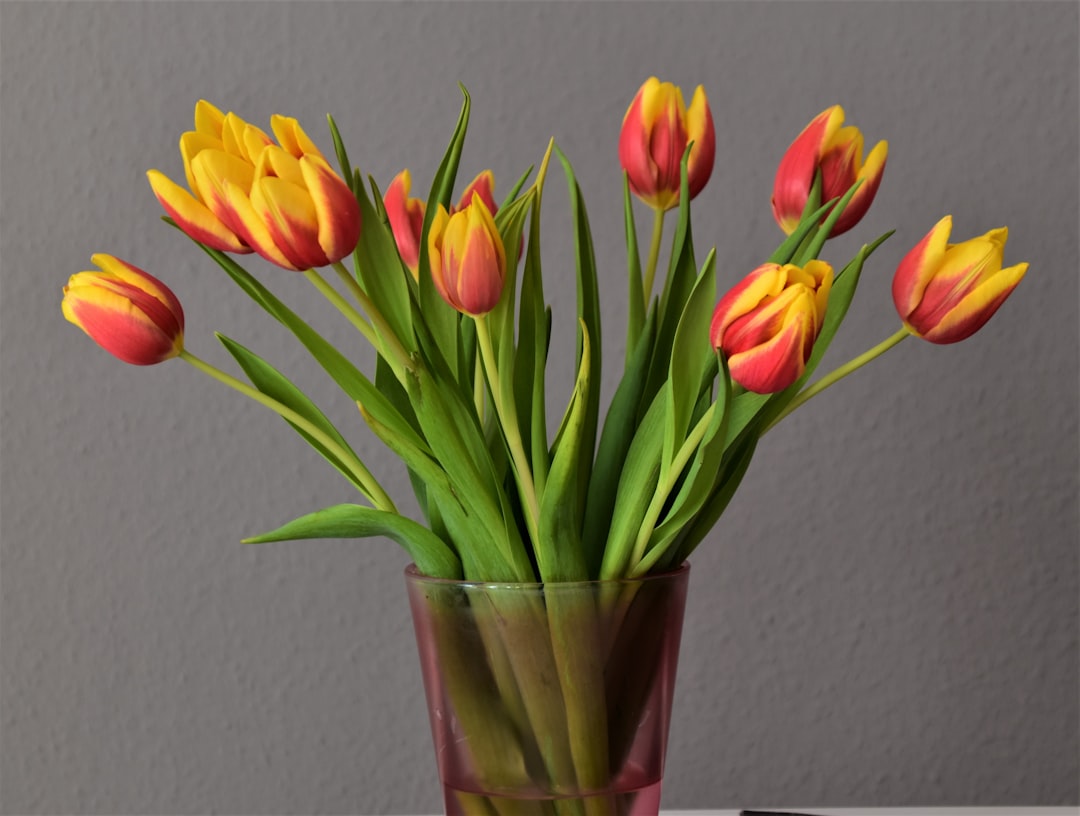 red and yellow tulips in green glass vase
