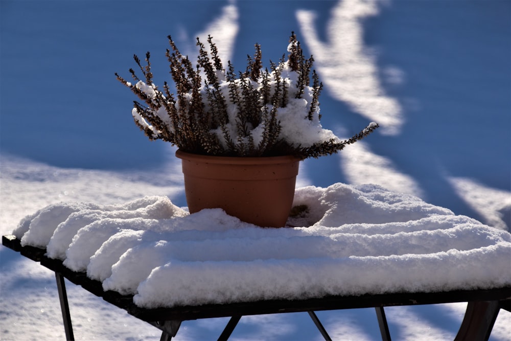 pino cubierto de nieve en maceta de barro marrón