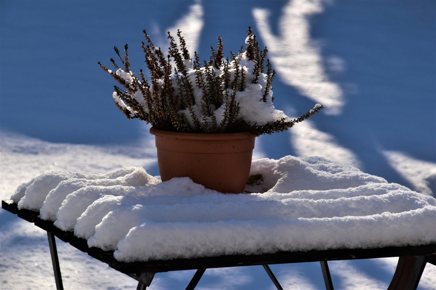 Small evergreen in a clay pot covered in snow, showing how to overwinter potted plants outdoors