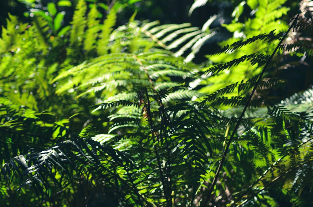 green fern plant during daytime