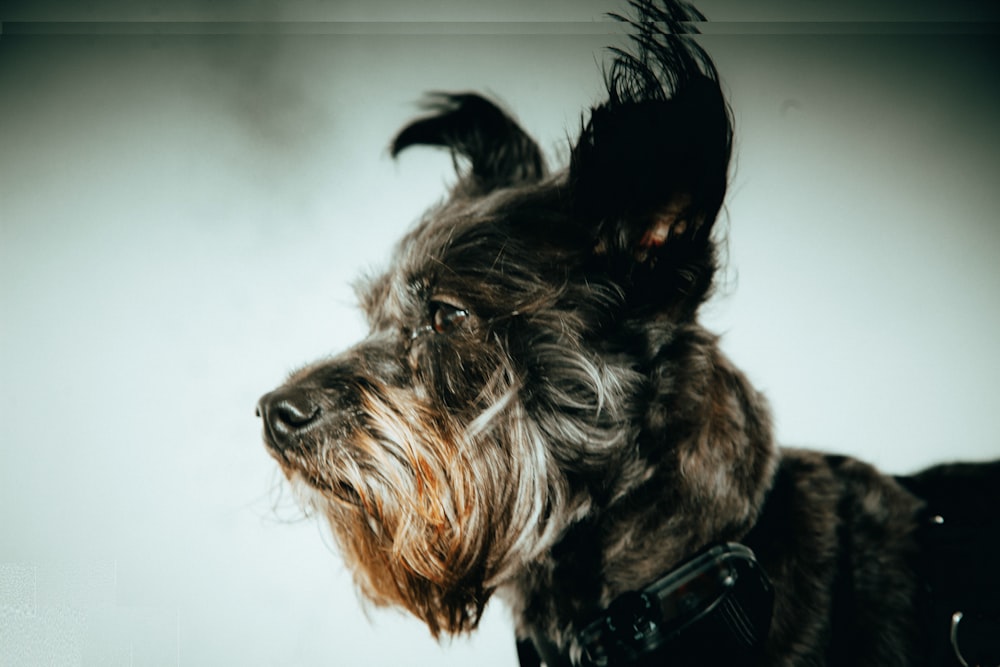 petit chien noir et brun à poil long