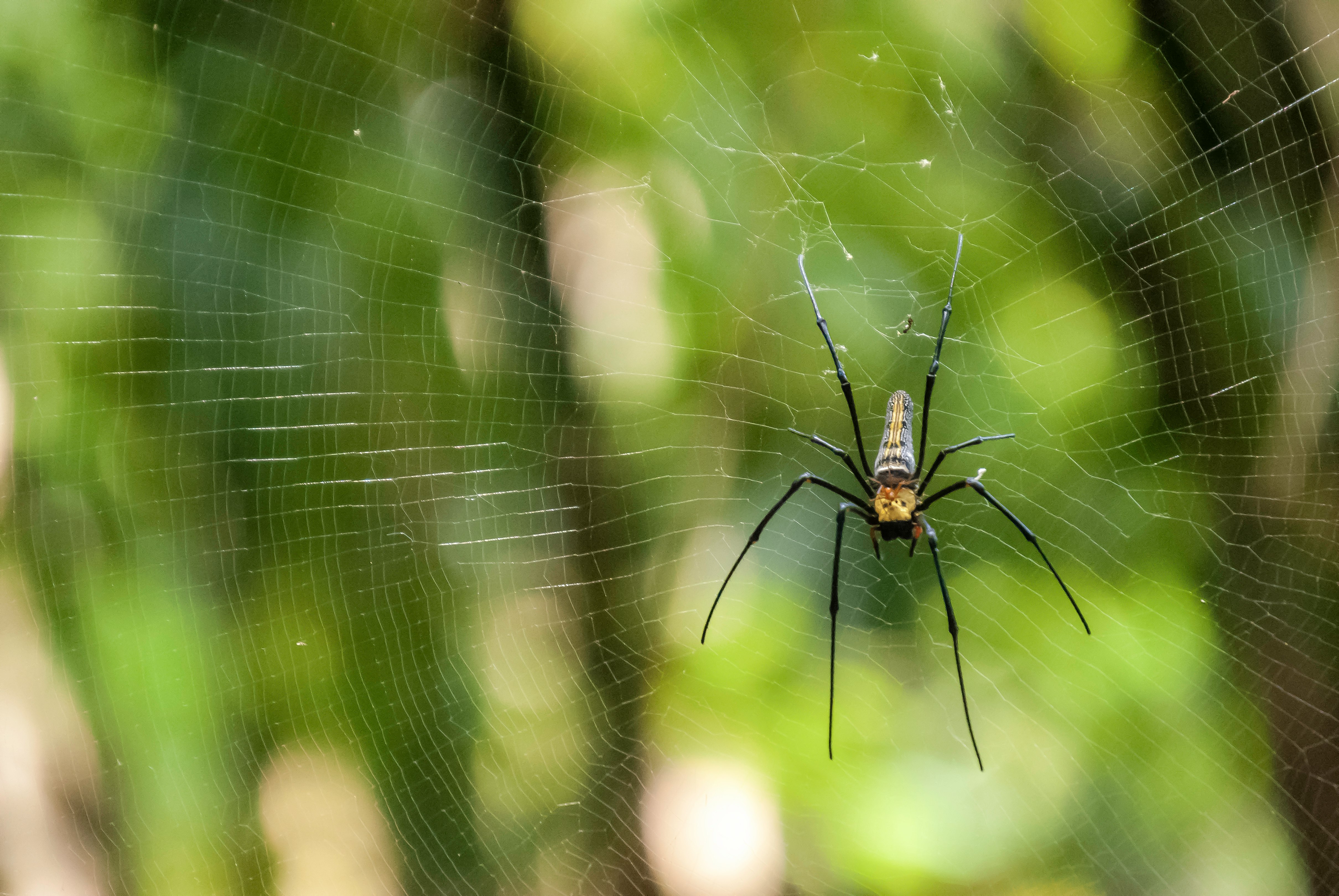 black and brown spider on web in close up photography during daytime