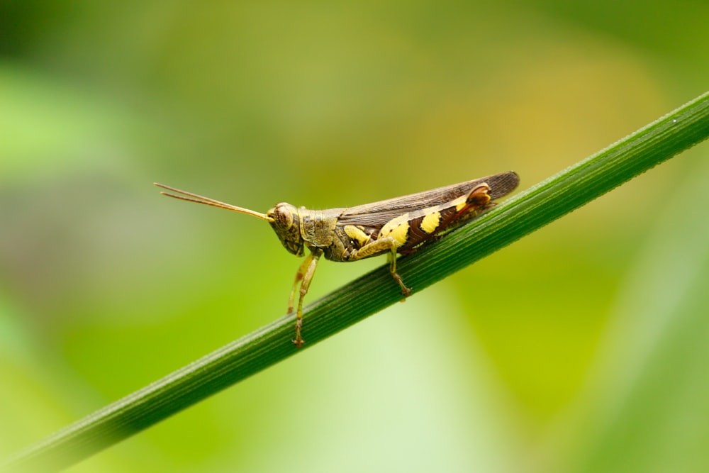 brown grasshopper perched on green leaf in close up photography during daytime