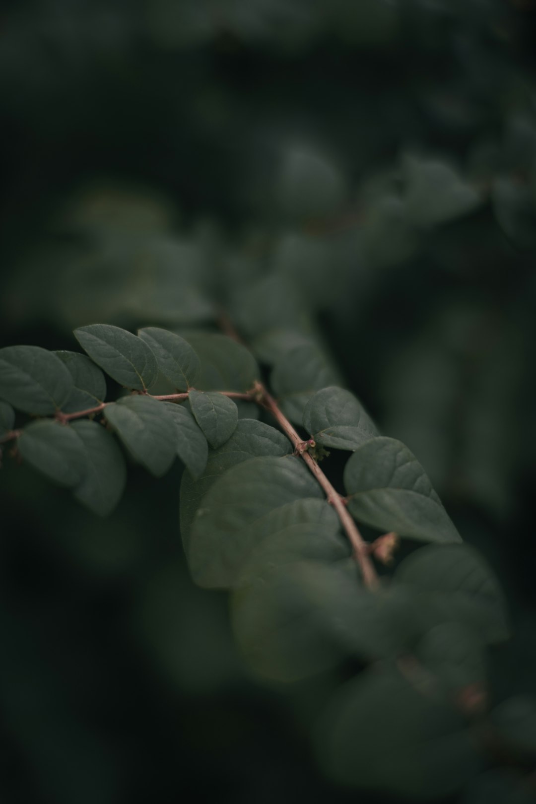 green leaves in tilt shift lens