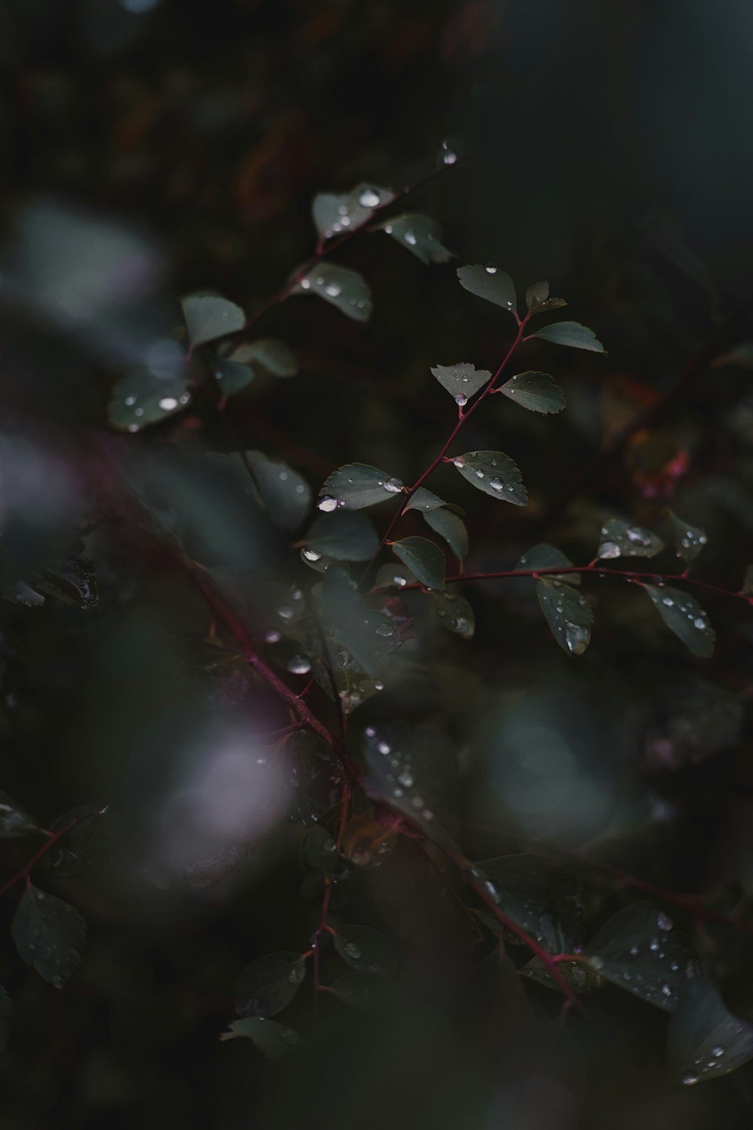 green and red plant leaves