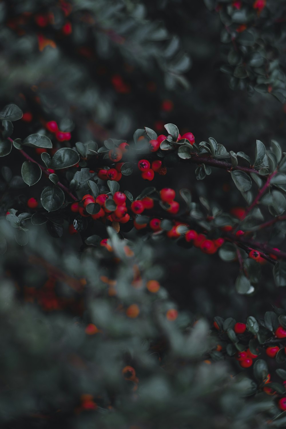 red and white round fruits