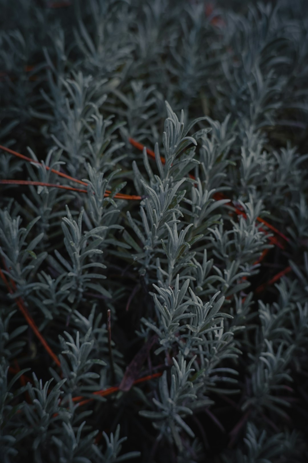 green and red plant during daytime