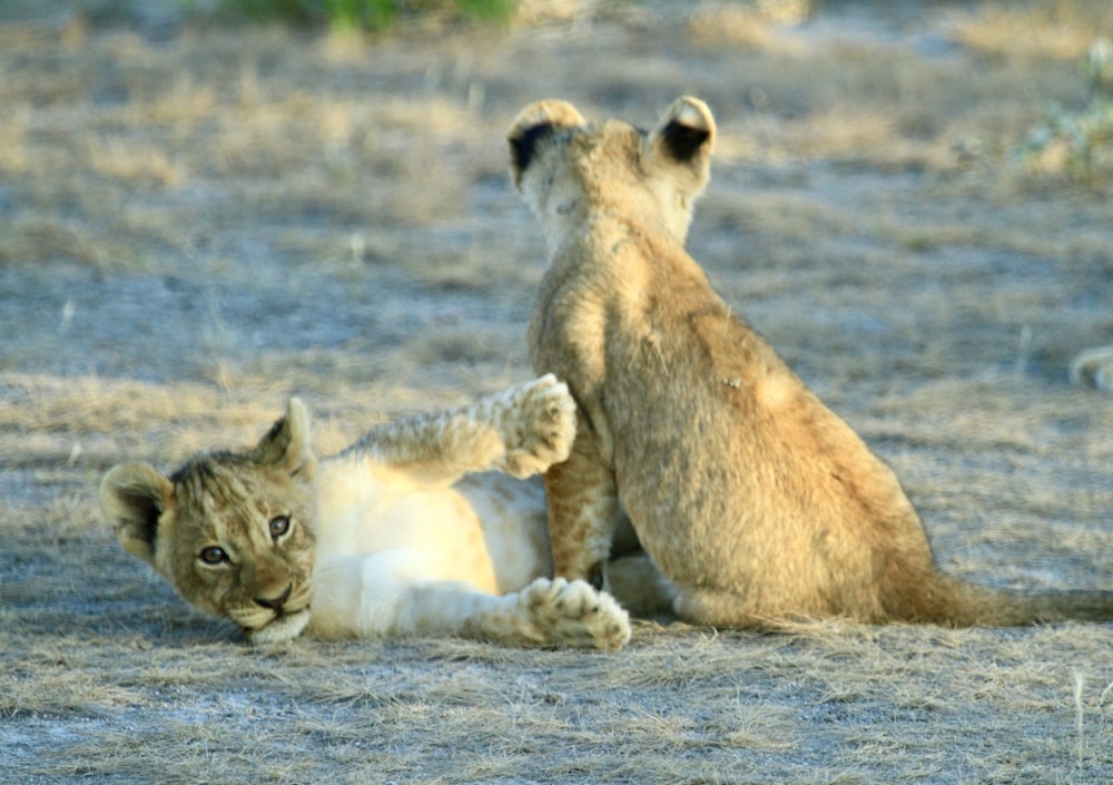 brown and black lion cub on brown field during daytime