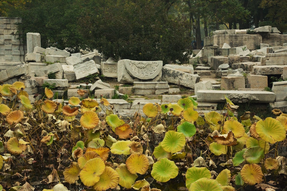 yellow and green leaves on gray concrete bench