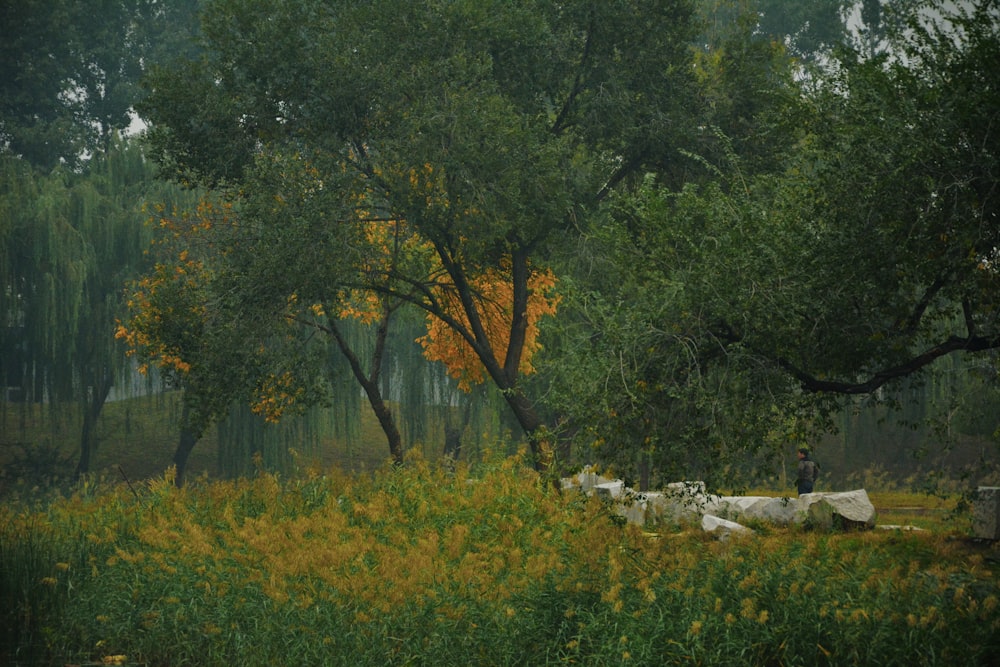 green and yellow grass field