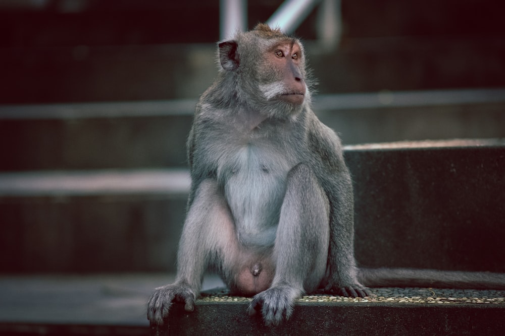 gray monkey sitting on brown wooden fence during daytime