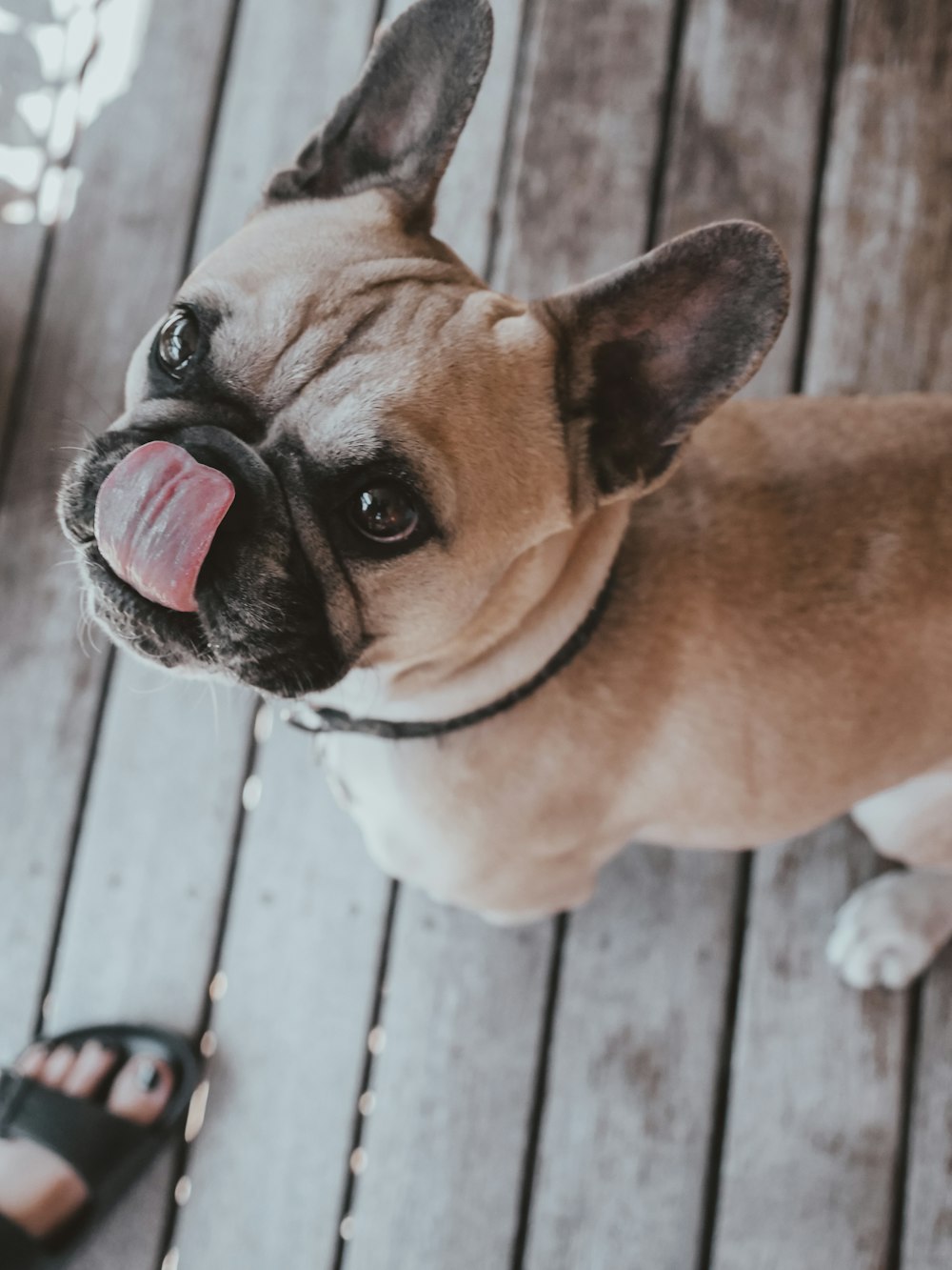 brown and white short coated dog