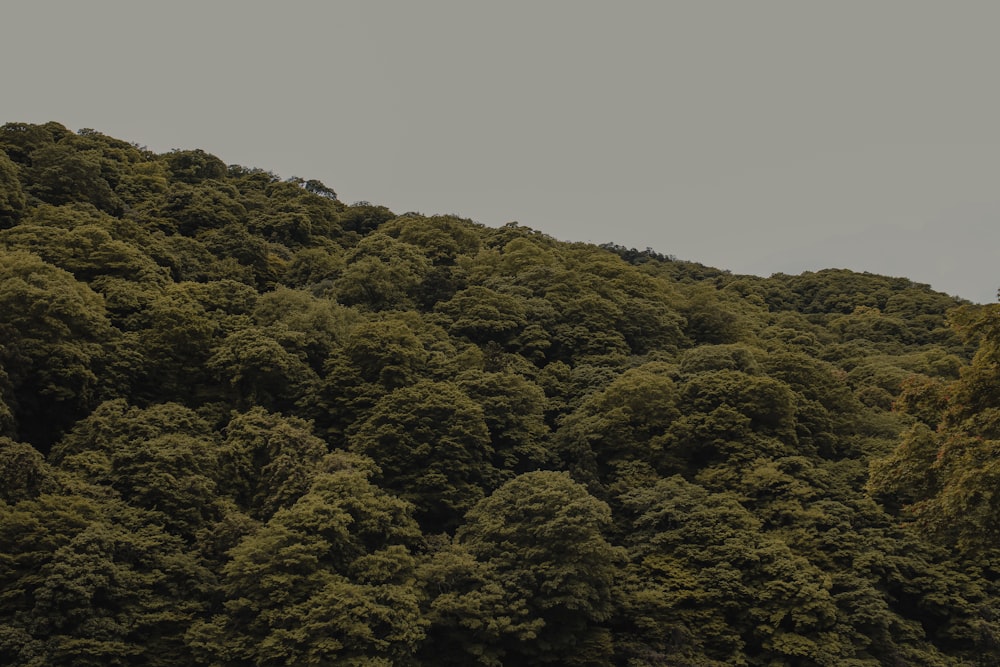 árvores verdes na montanha durante o dia