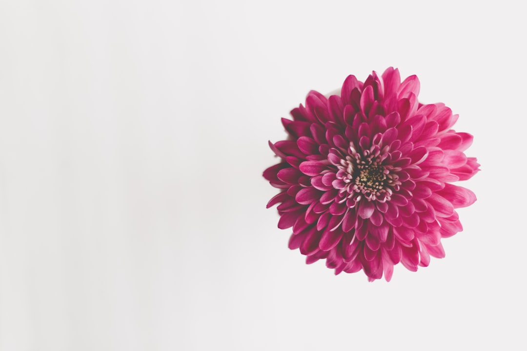 pink flower in white background