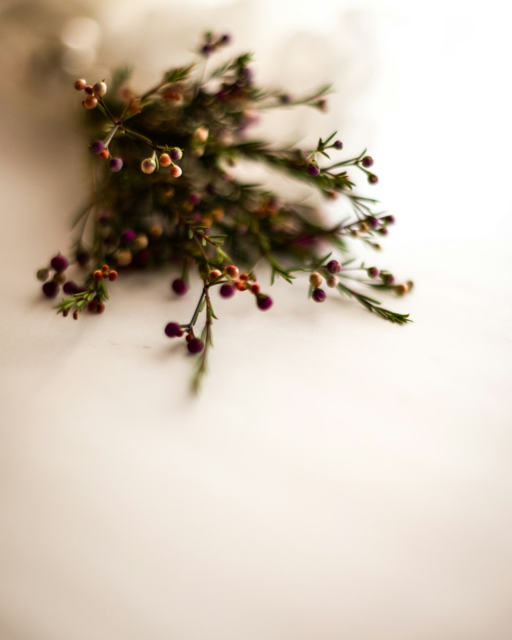 green and brown plant on white surface