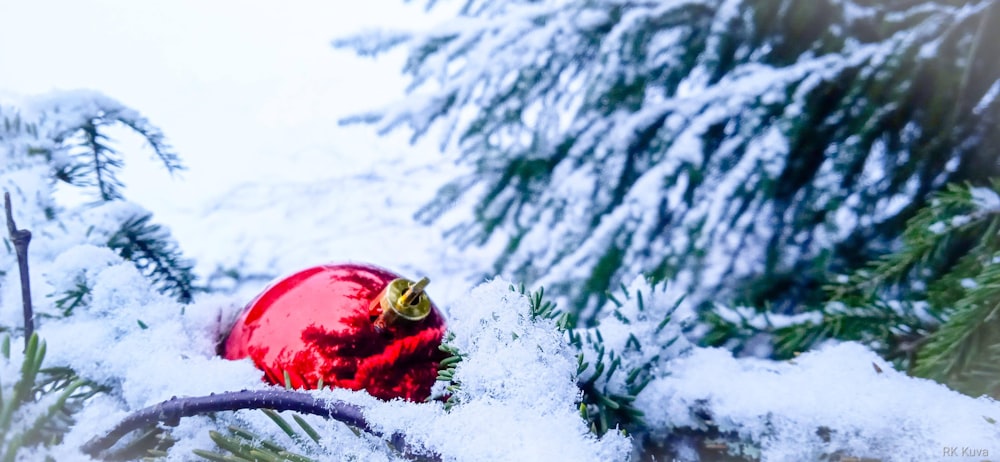 red and yellow snow sled on snow covered ground