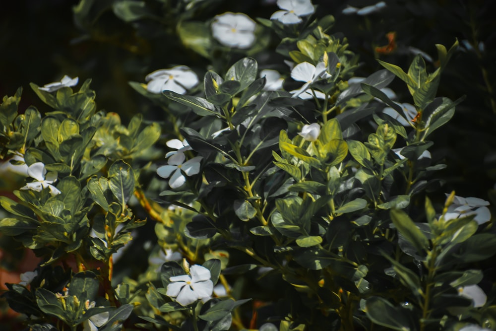 white flowers with green leaves