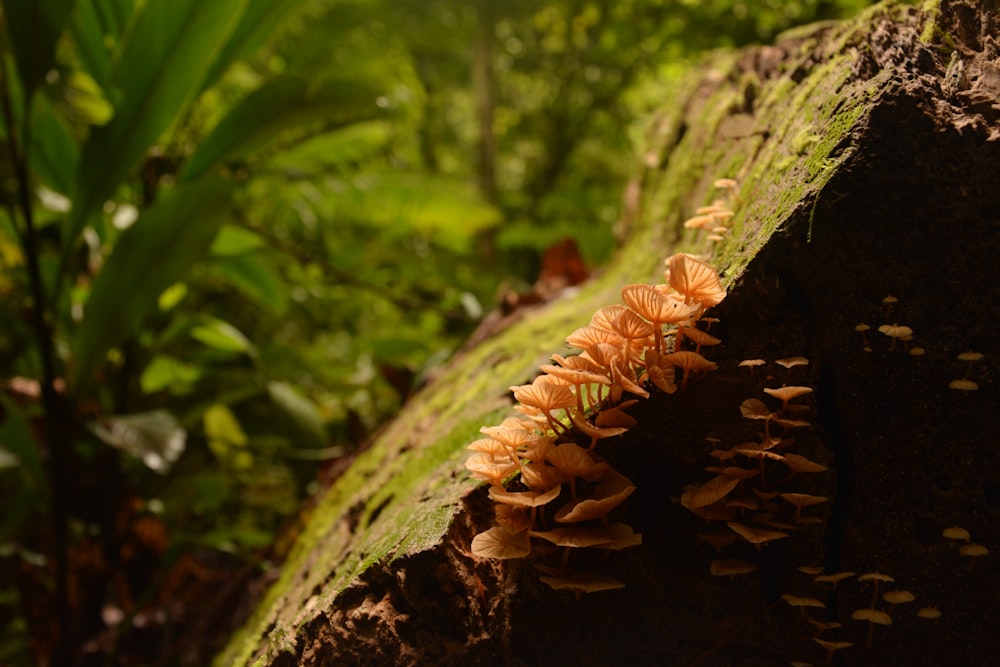 brown mushroom on green moss