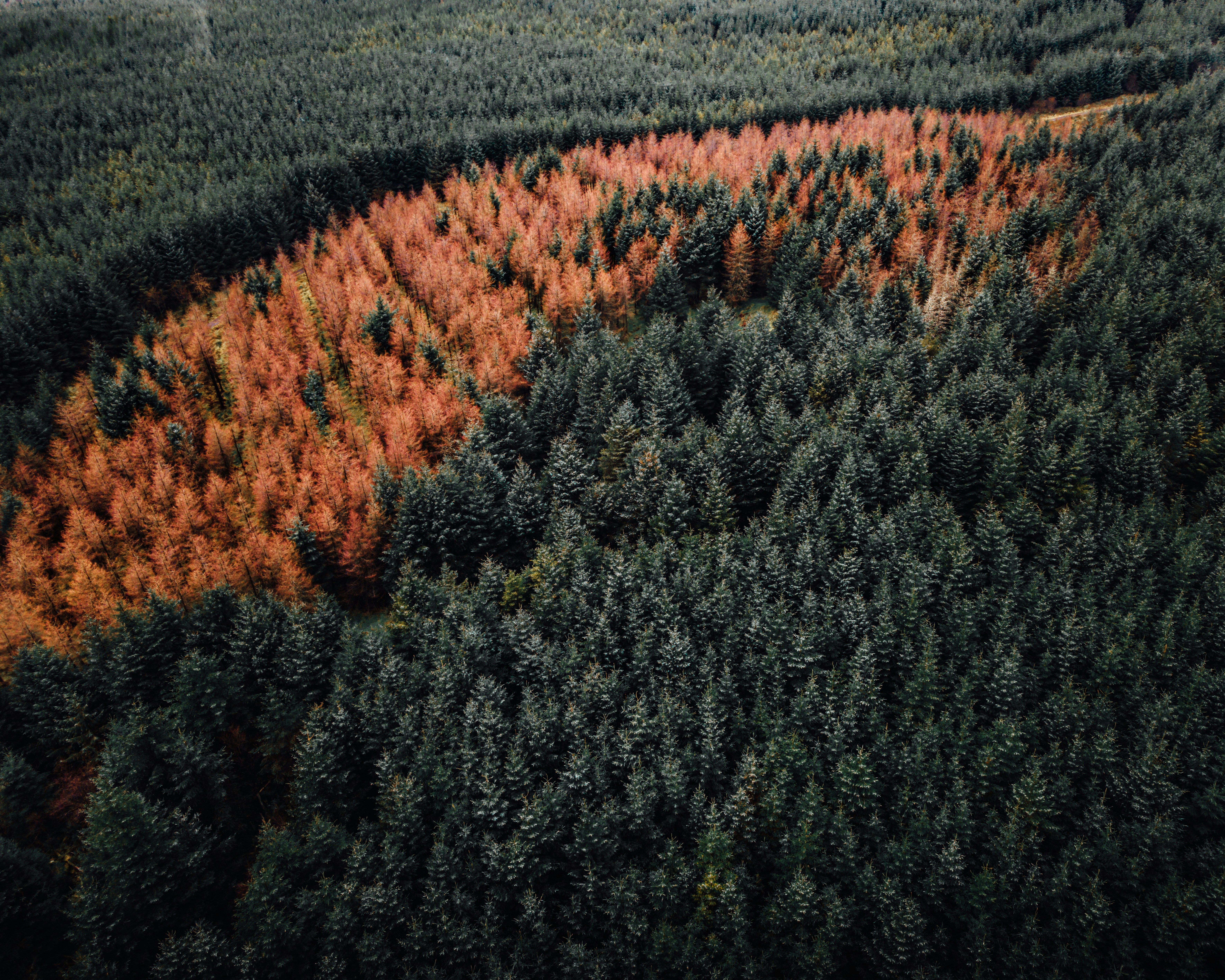 Boreal Forests: The Taiga's Transformation (image credits: unsplash)