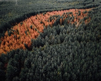 green and brown trees during daytime