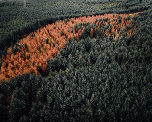 green and brown trees during daytime