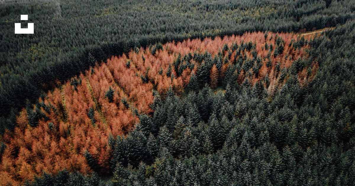 Brown Tree Project Green and brown trees during daytime photo – Free Plant Image on Unsplash