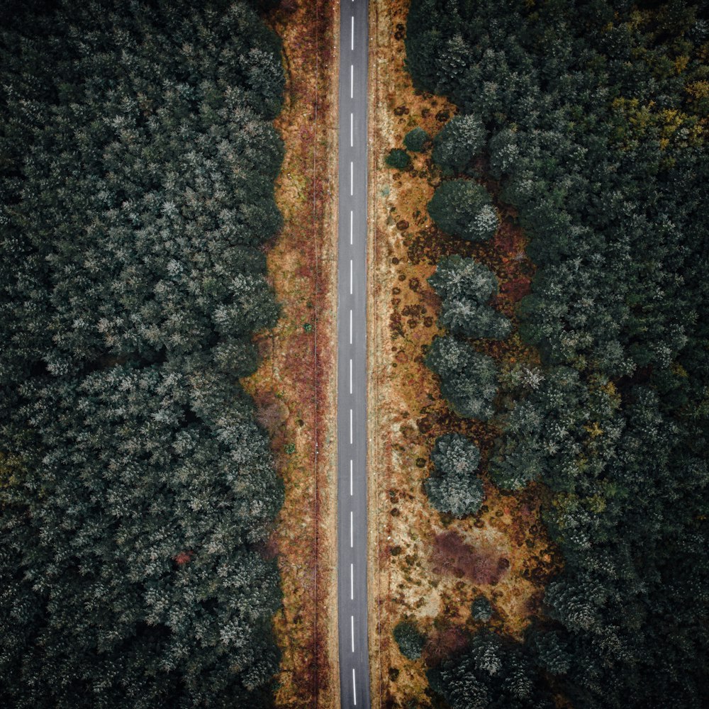 aerial view of green trees during daytime