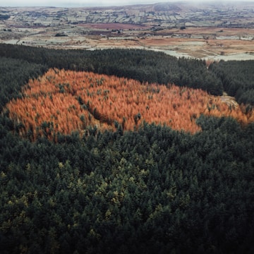 An aerial view of a forest landscape featuring a dense section of evergreen trees with a large patch of autumn-colored foliage in the center, surrounded by agricultural fields and hills in the distance.