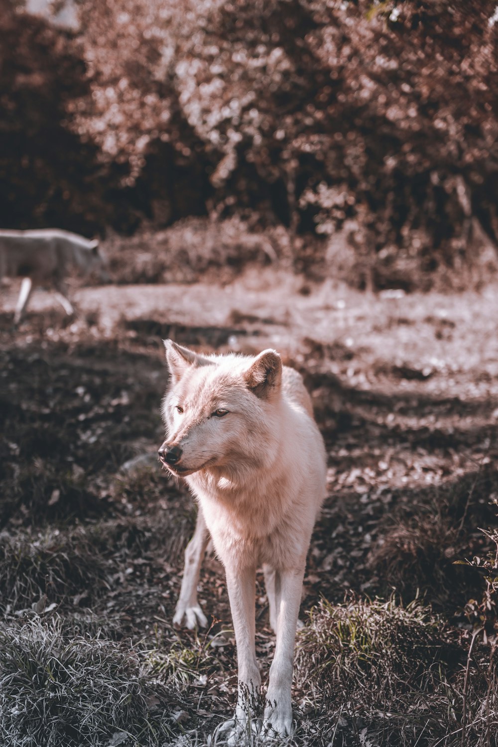 lobo blanco en el campo de hierba marrón durante el día