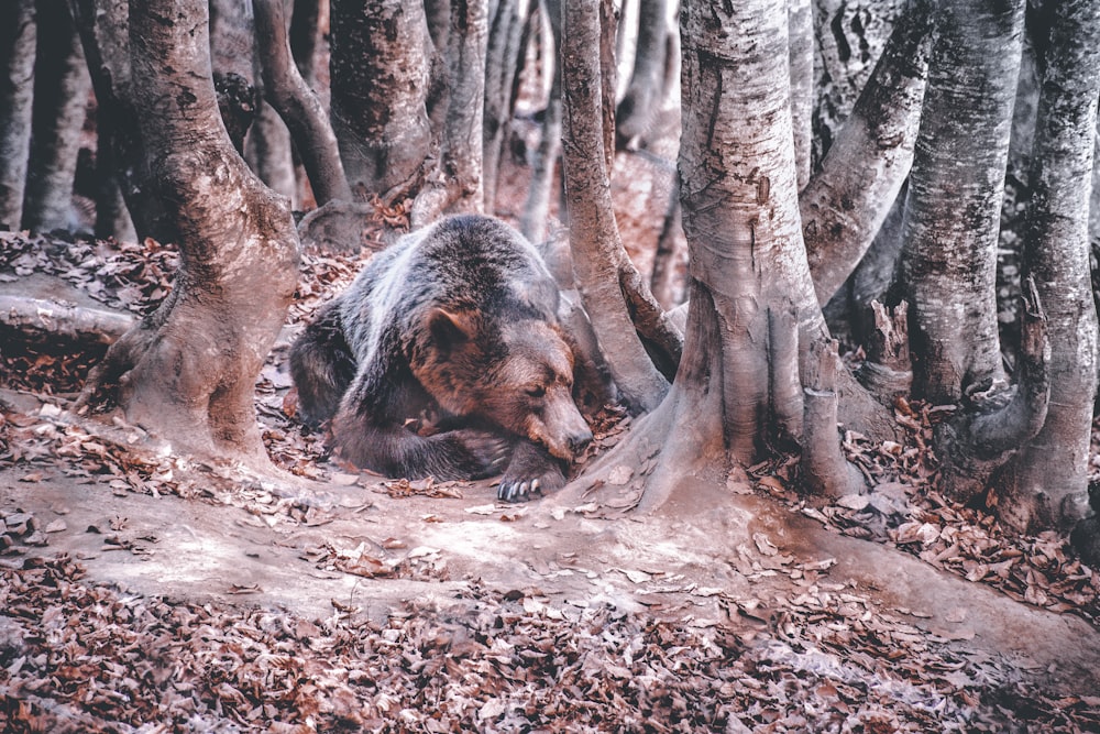 black bear on brown ground during daytime