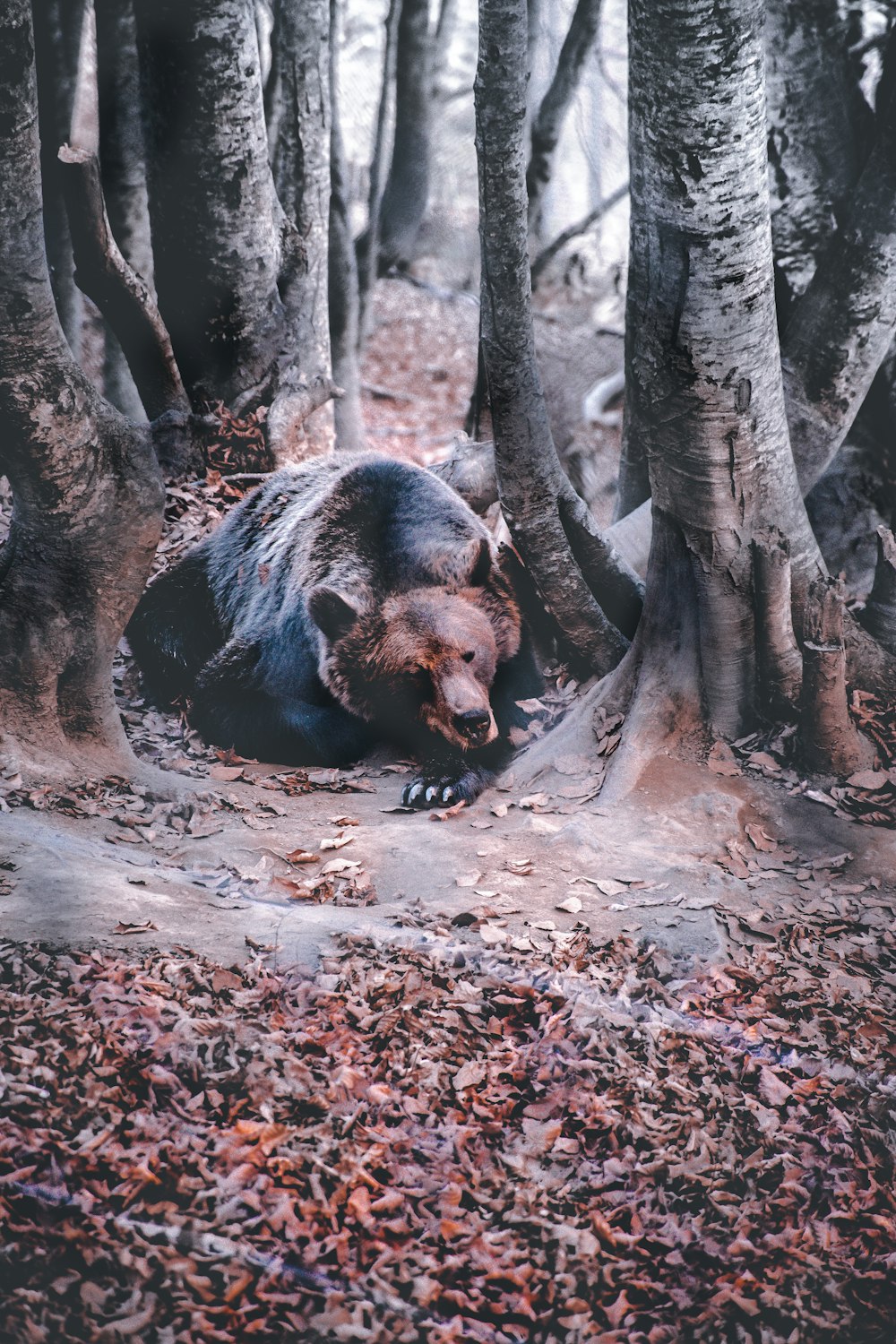 brown bear walking on snow covered ground during daytime