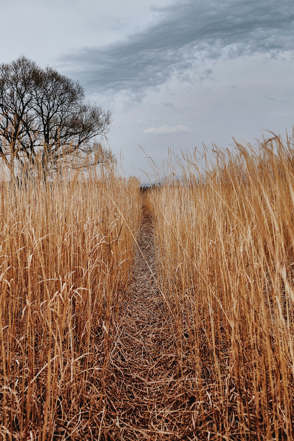 brown grass field under blue sky during daytime