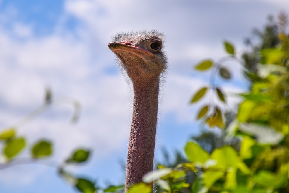 brown ostrich in tilt shift lens