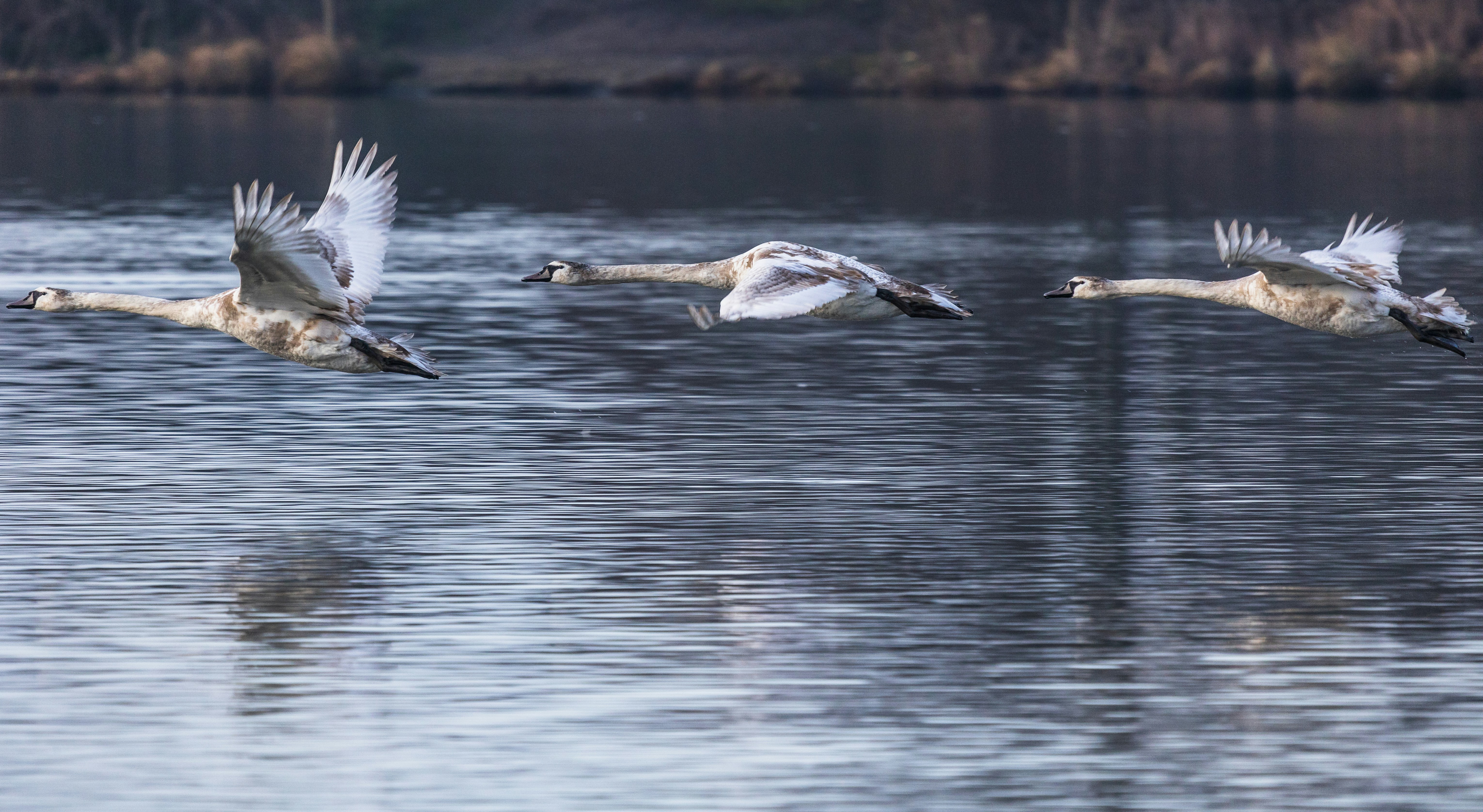 Photo by grievek1610begur