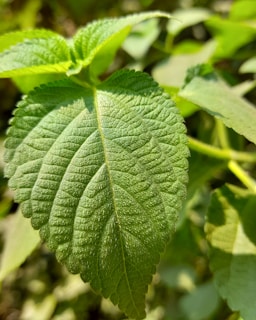 Close-up image of a freshly printed leaflet with sharp, clear text and bright colors.