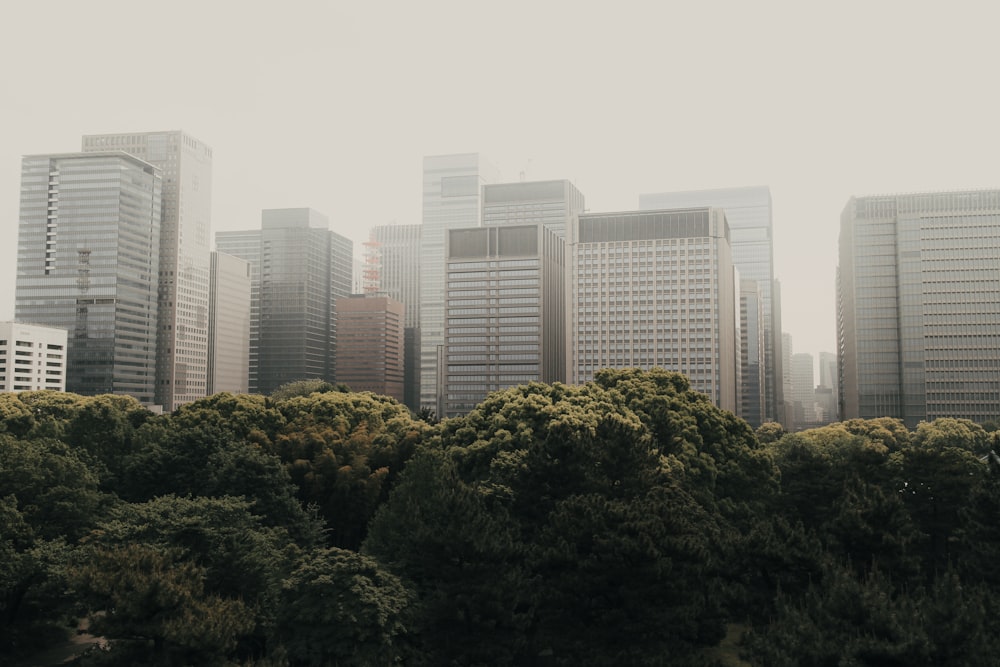 green trees near high rise buildings during daytime