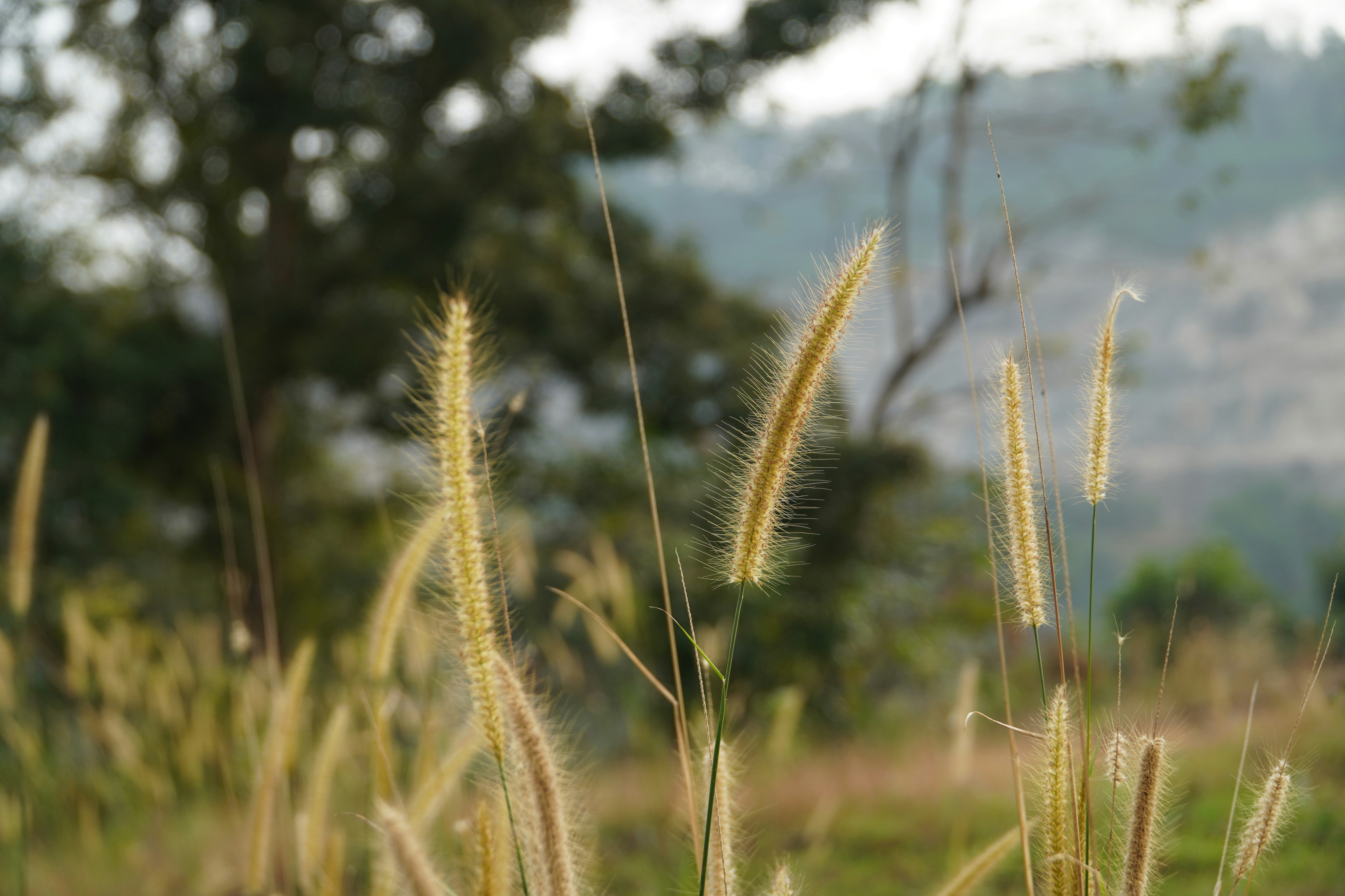 Photo by amjiths