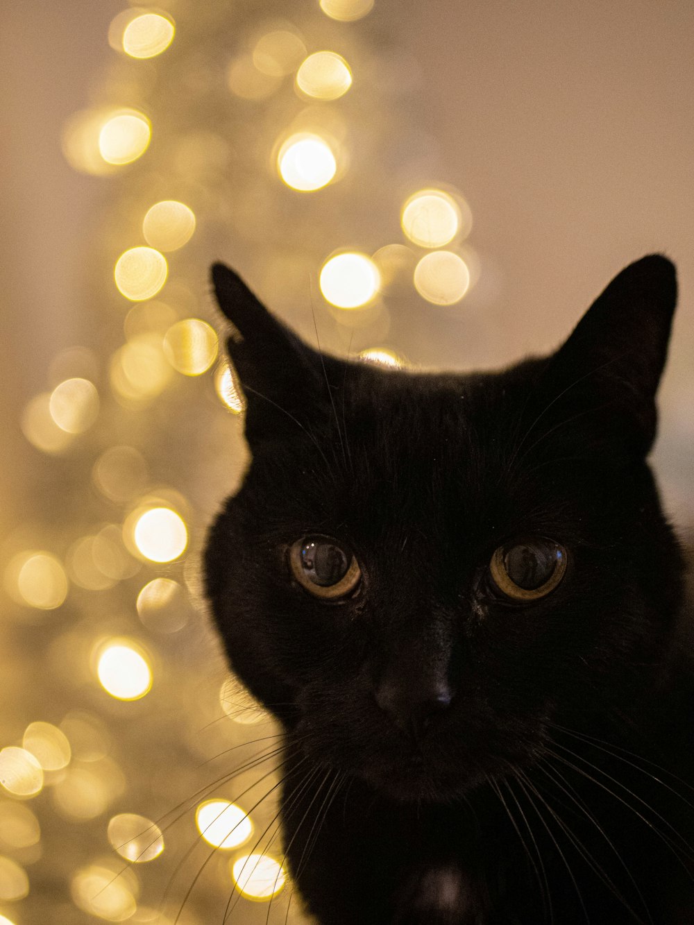 black cat with yellow bokeh lights