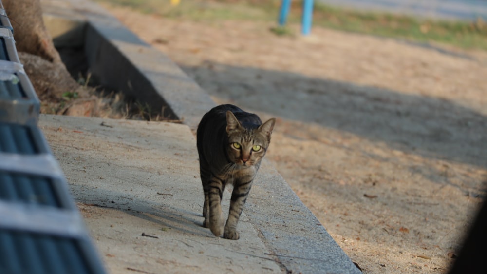 昼間、灰色のコンクリート道路を歩く茶色のぶち猫