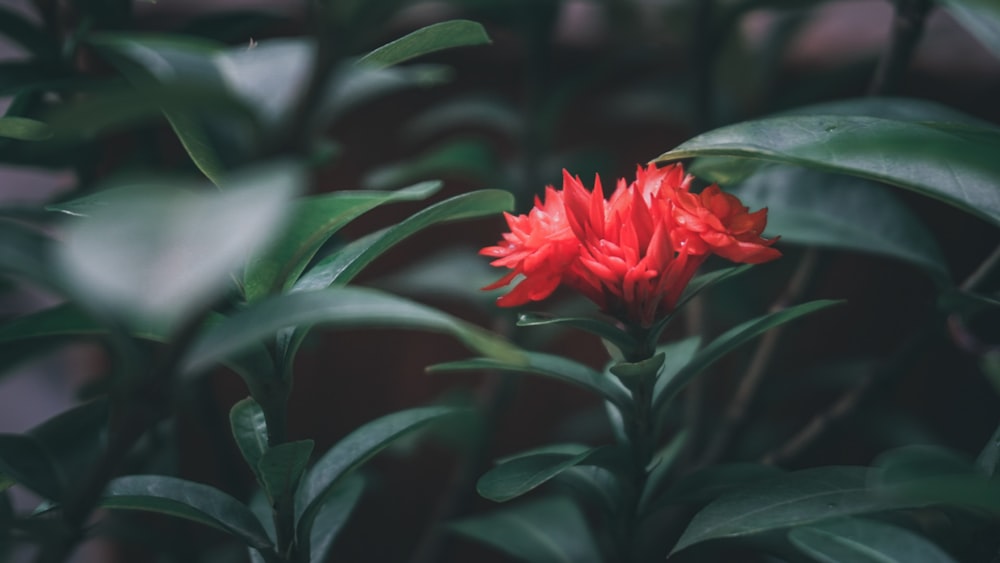 a red flower with green leaves in the background