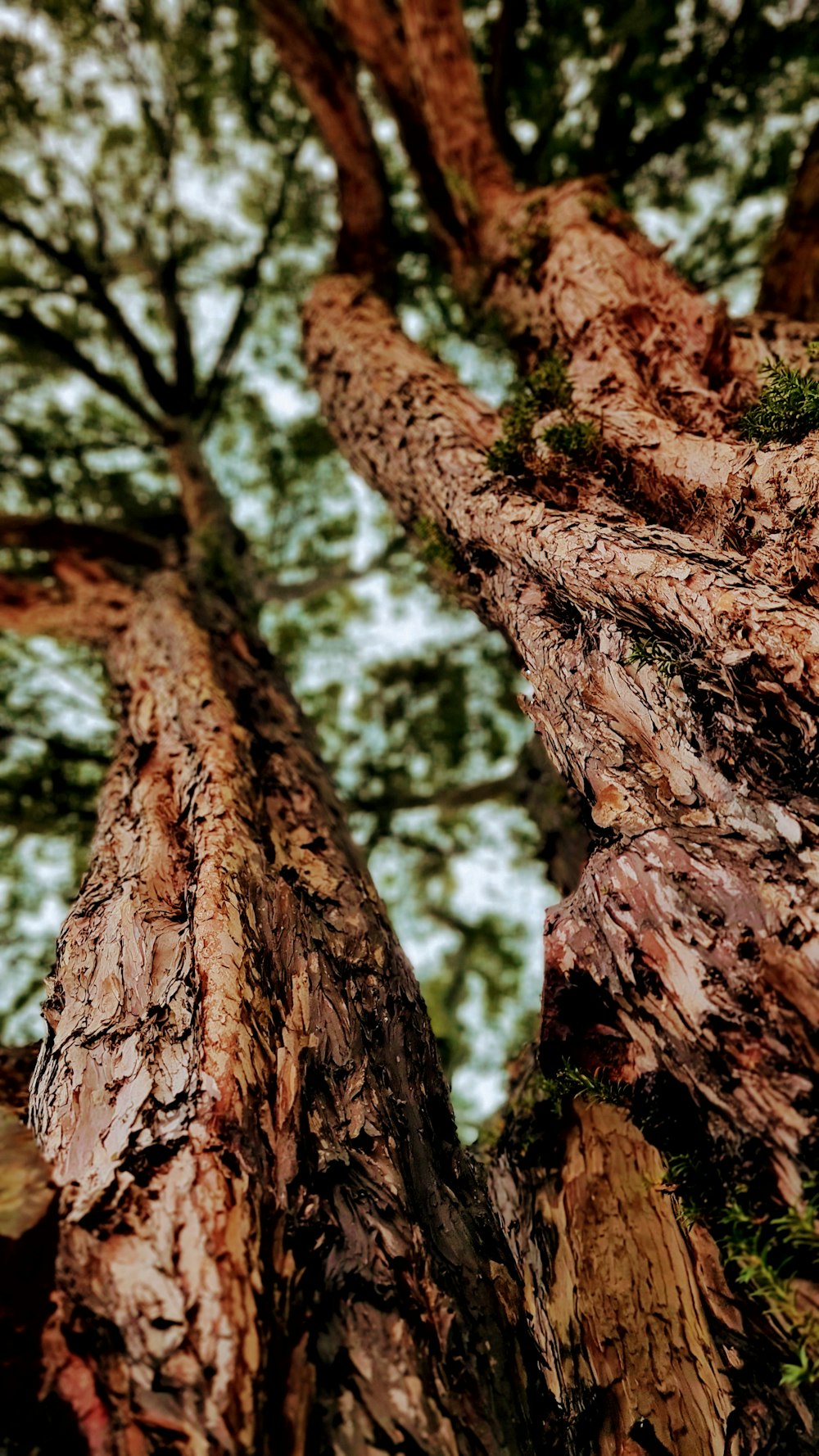 brown tree trunk in close up photography