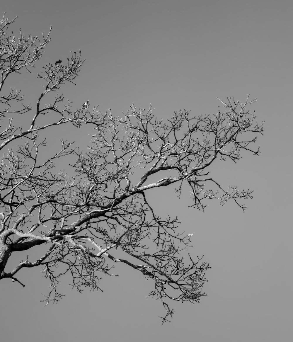 leafless tree under white sky